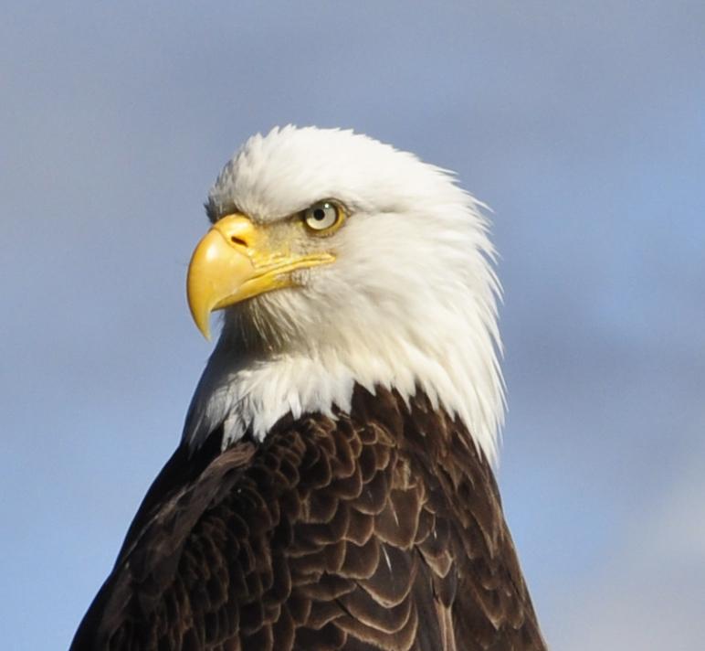 It is insulting when you call me a Seahawk