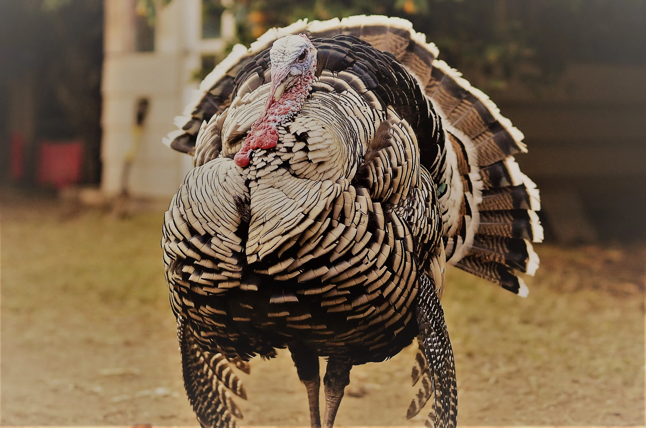 turkey.jpg
