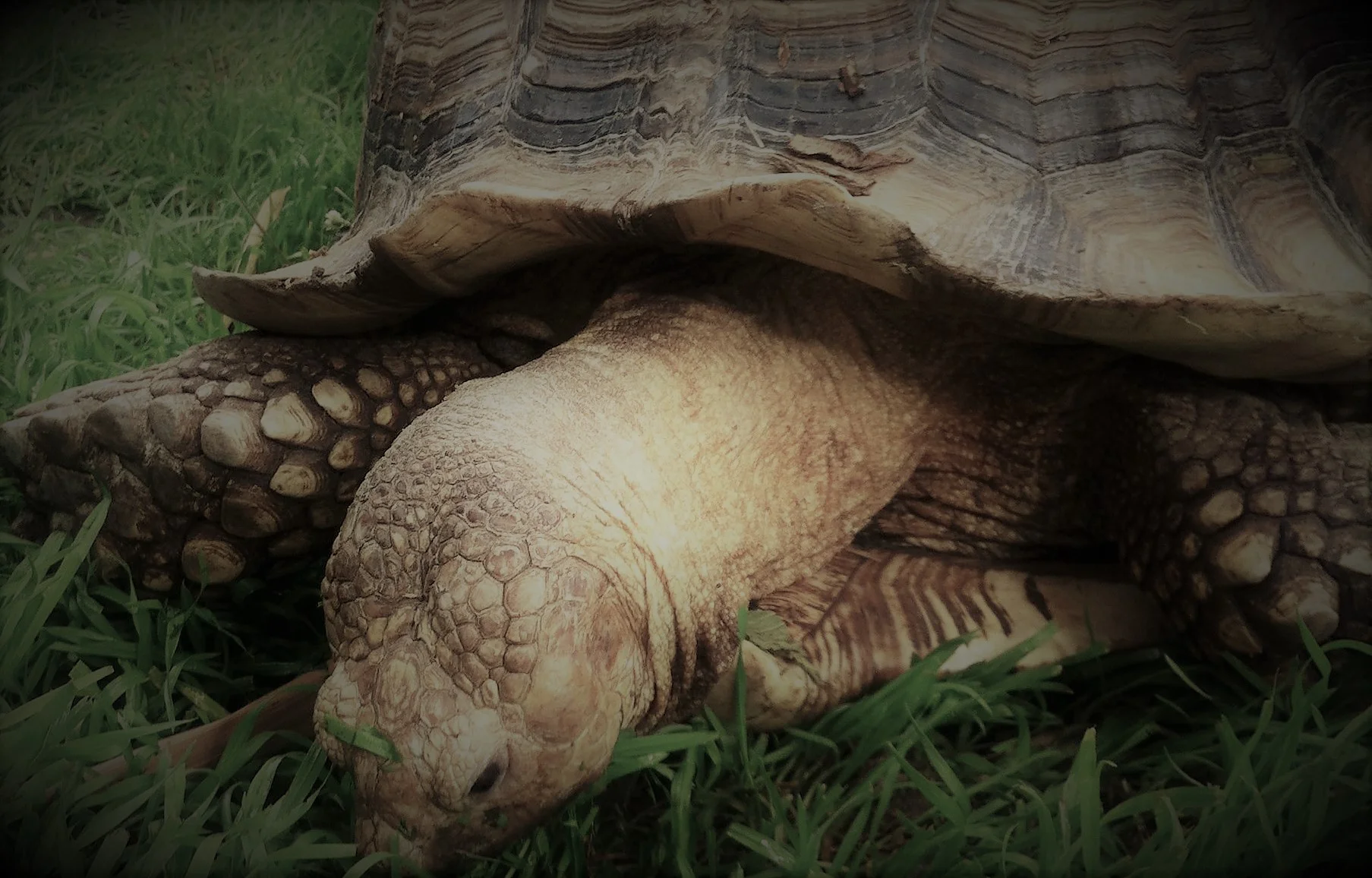 old ass turtle.jpg