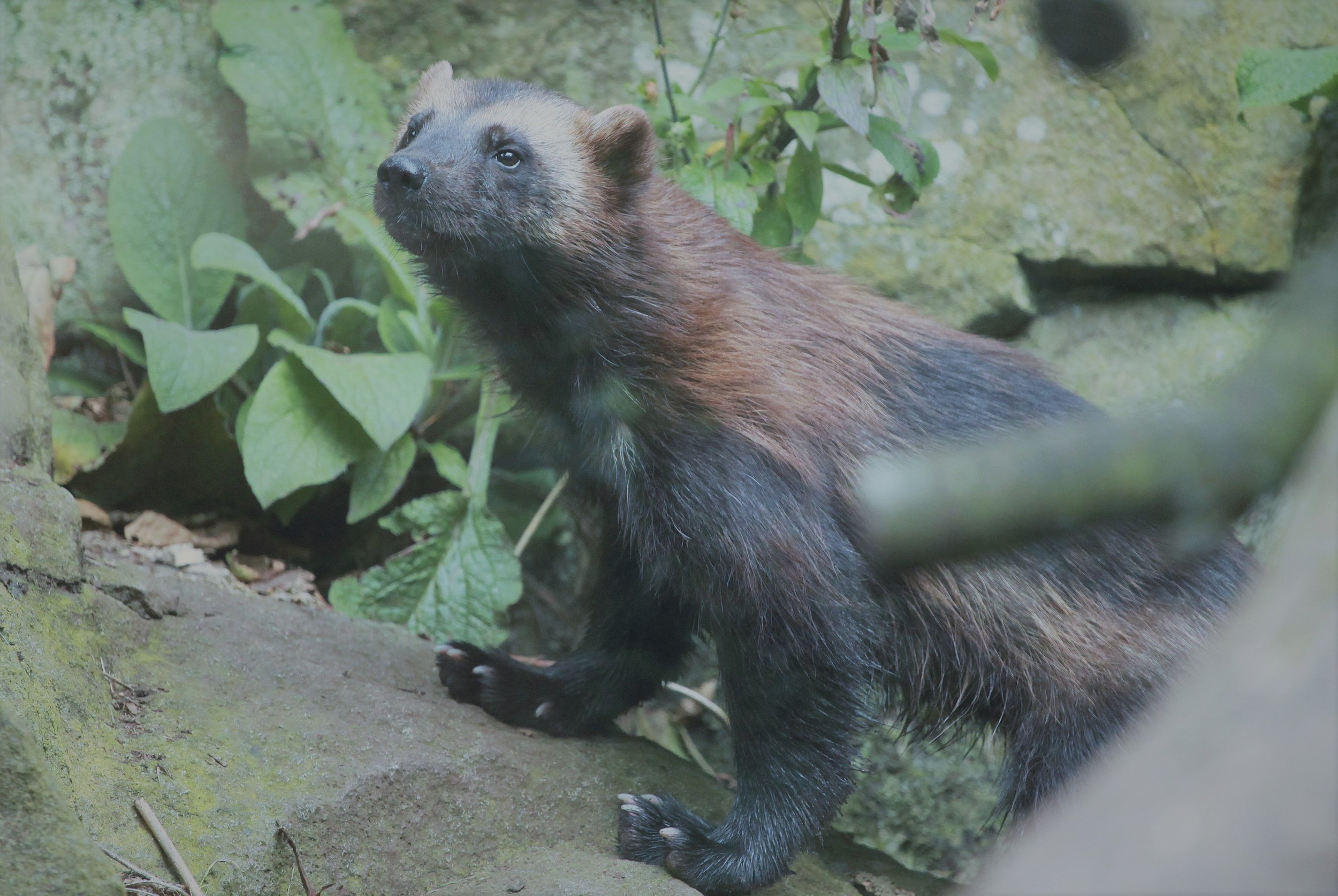 wolverine.jpg