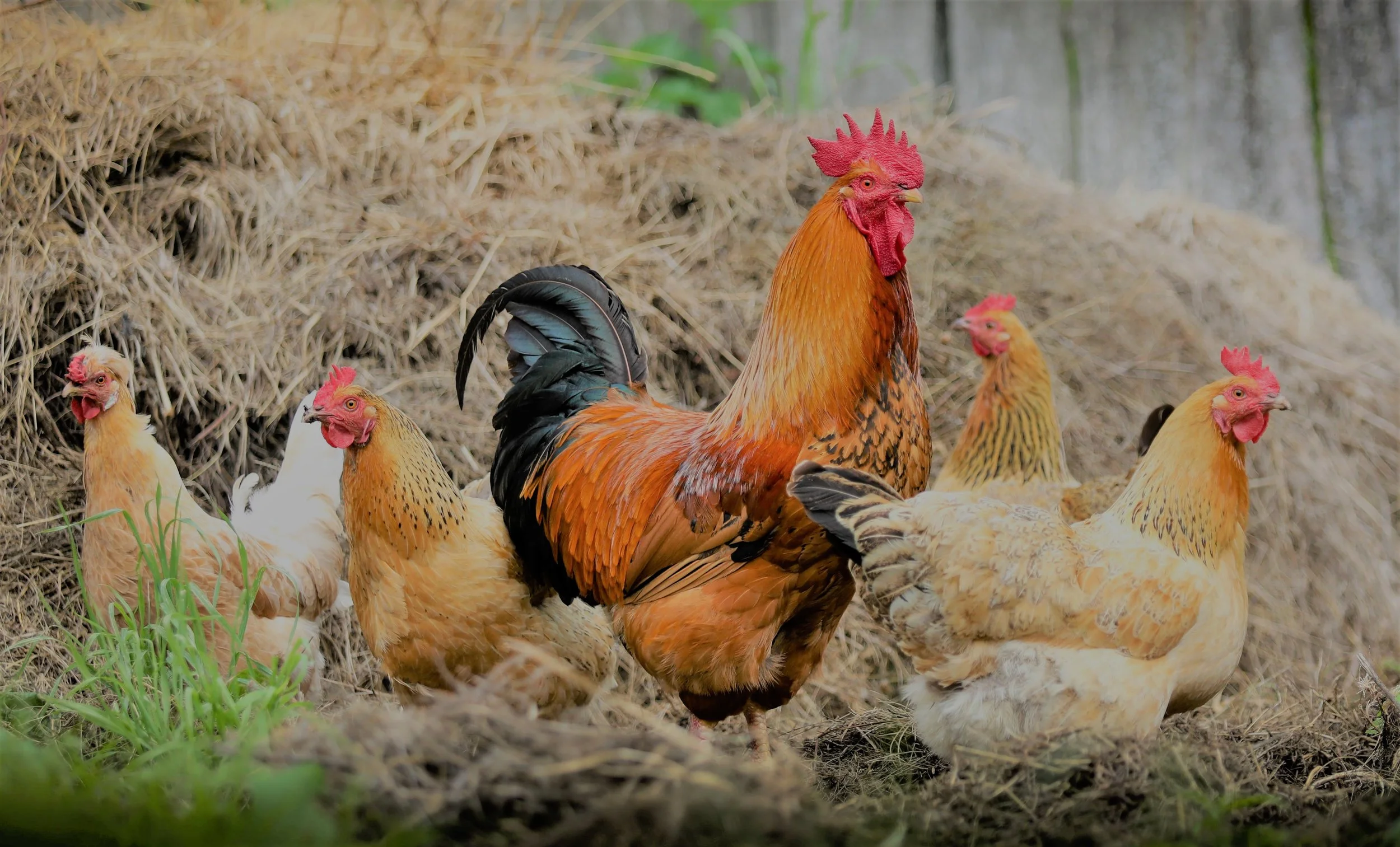 chickens.jpg