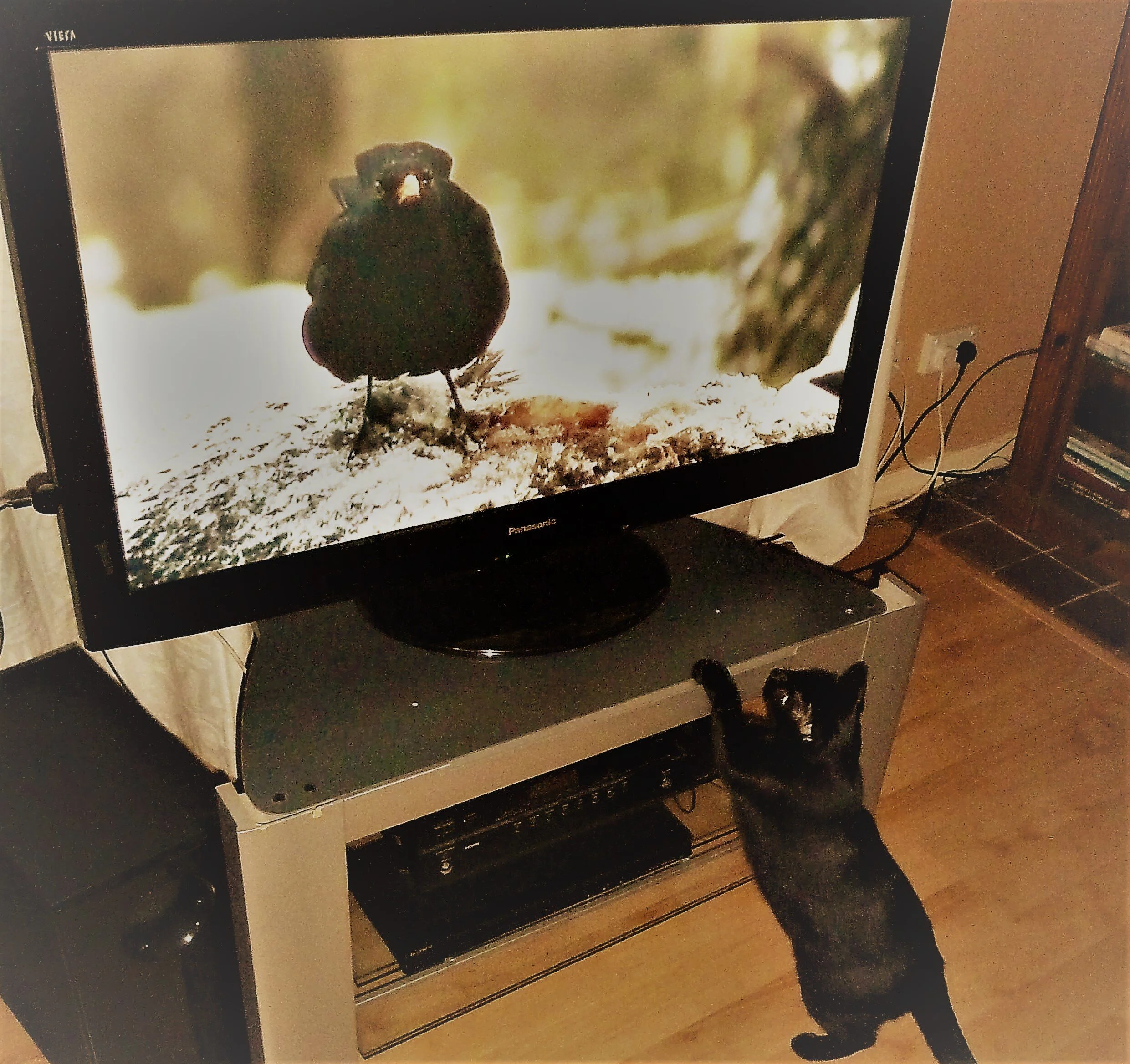 cat-watching-the-tv.jpg