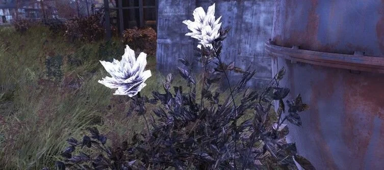 Fallout 76 Megan Sawyer