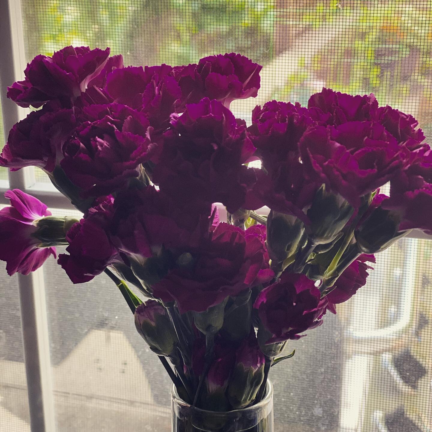 Carnations I picked up during a bi-monthly supply run.