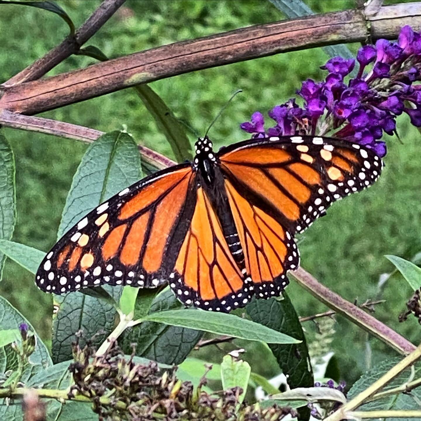 Butterfly friiiiiend!