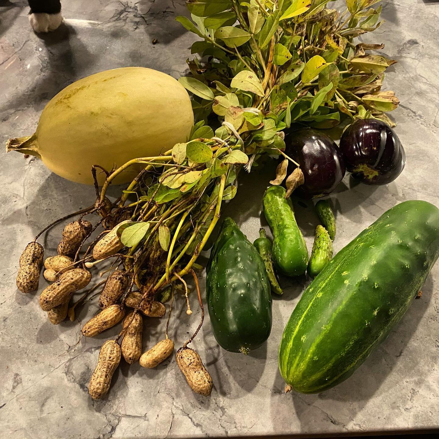 Final harvest! Peanuts, cucumbers, eggplants and a tiny spaghetti squash :) Think I can safely say our container garden was a success! :)
