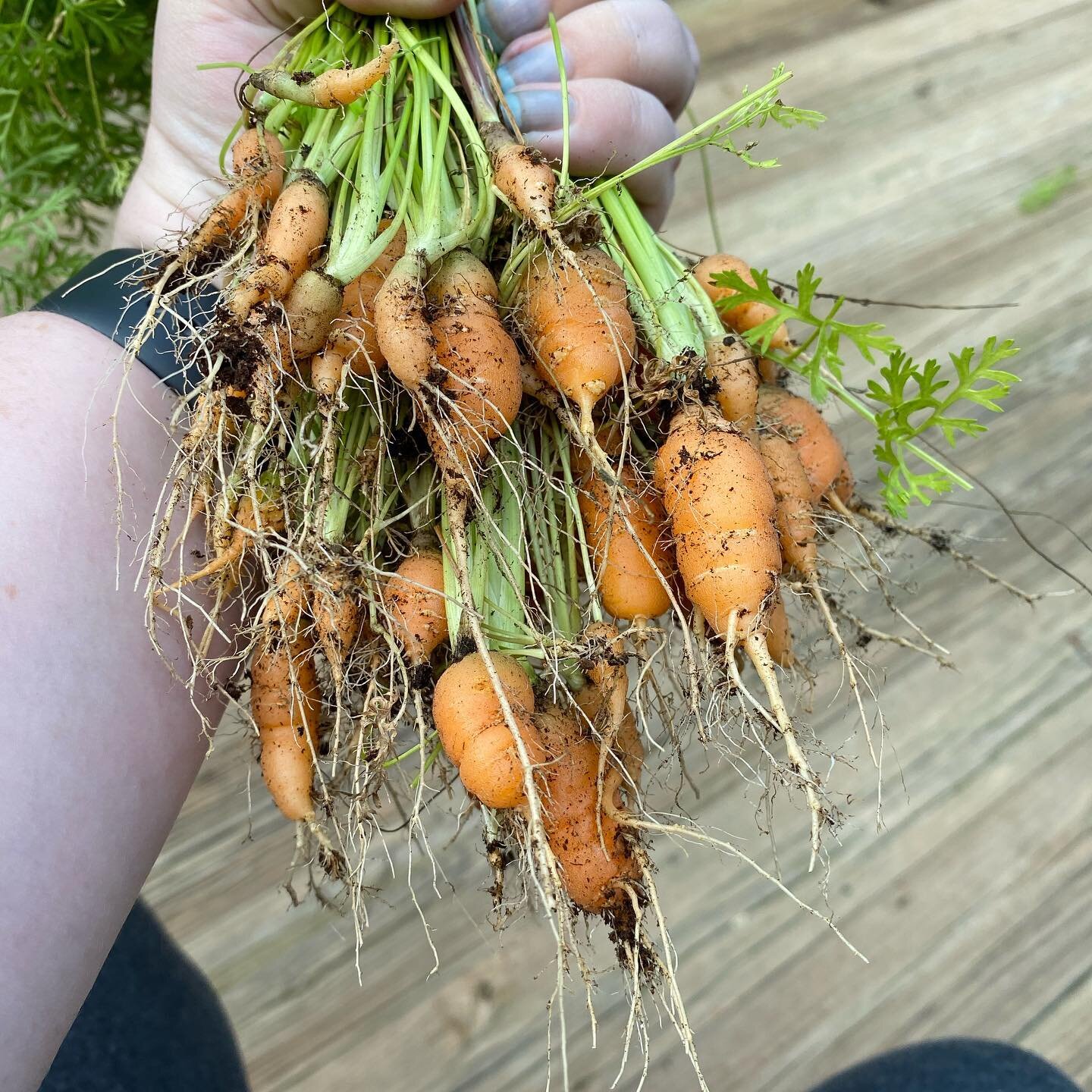 #latergram Harvested the carrots last week :)