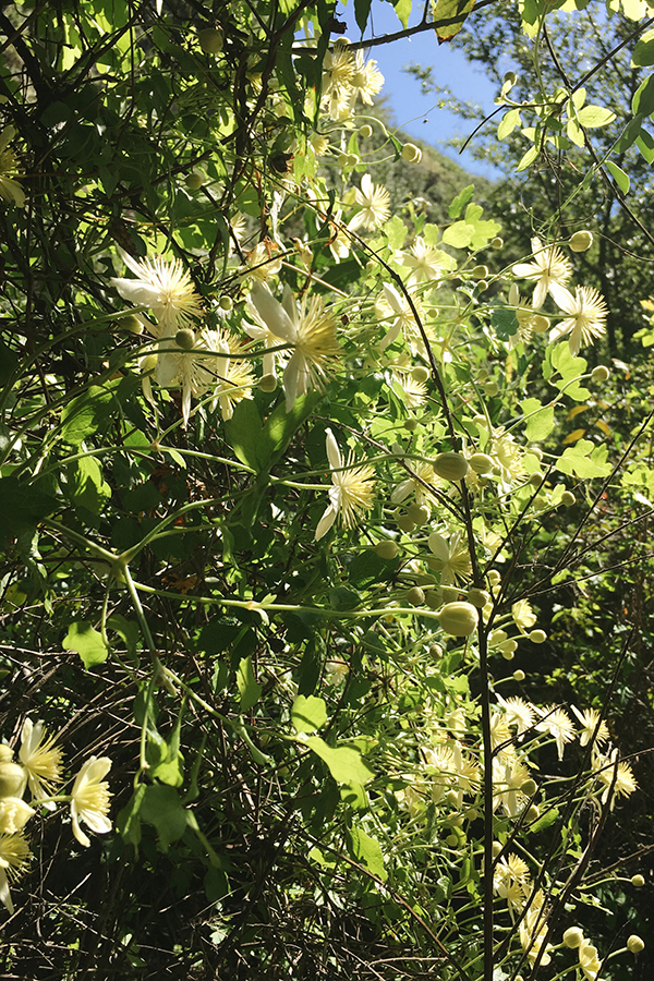 Clematis ligusticifolia, Western White Clematis. The peppery leaves and stems were chewed by Native Americans to soothe sore throats and colds.