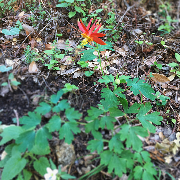 Aquilegia formosa, Western red columbine. Reminiscent of eagle talons and tiny spacecraft.