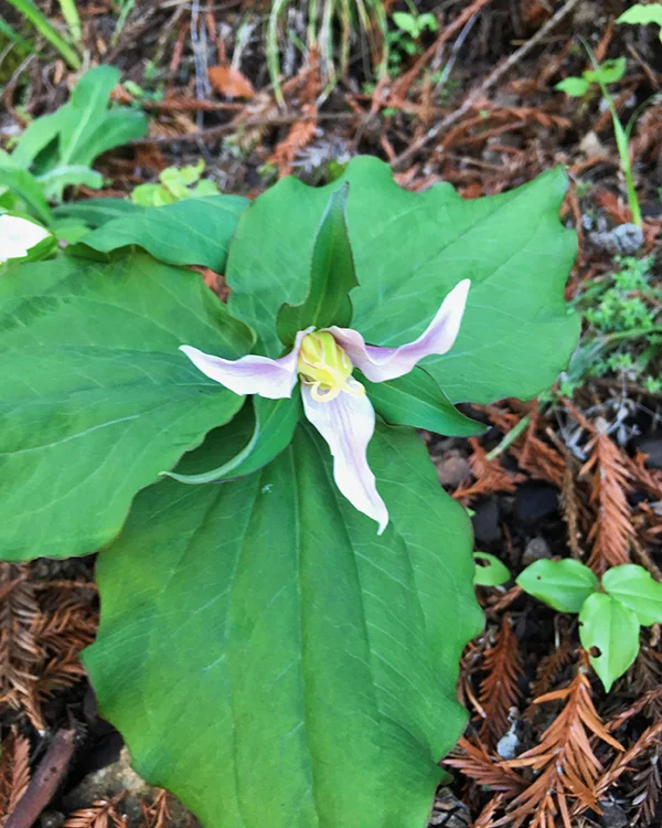 Trillium ovatum, Pacific wake-robin. Woodland perennials are a new obsession, and remind me of my parent's property which hosts an incredible population of Moccasin Flower ( Cypripedium acaule).