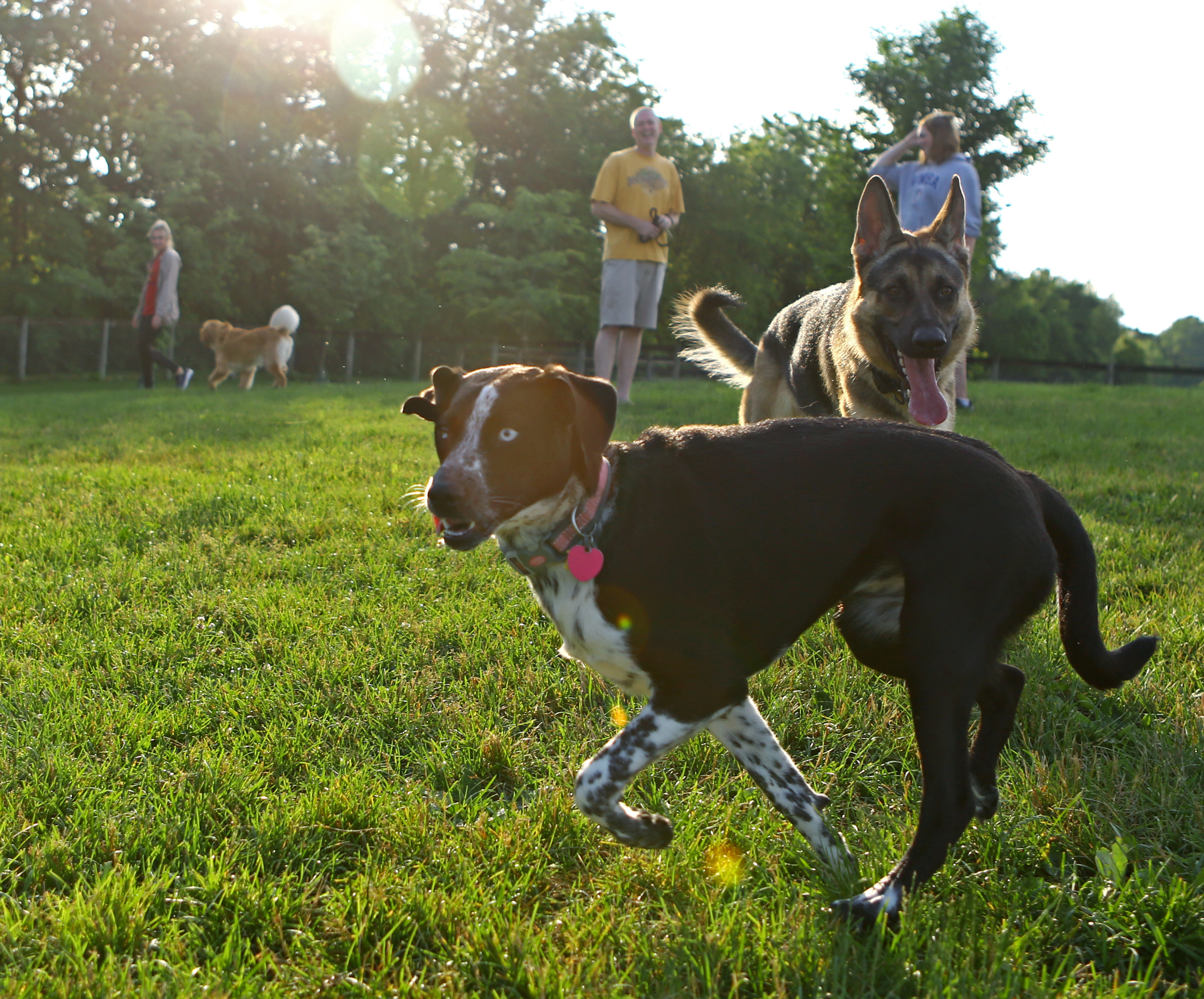 Seven-month-old labrador mix Gracie and German shepherd Riley watch other dogs in the large dog section of Tudek Dog Park while being supervised by their owners on Sunday, June 5, 2016.