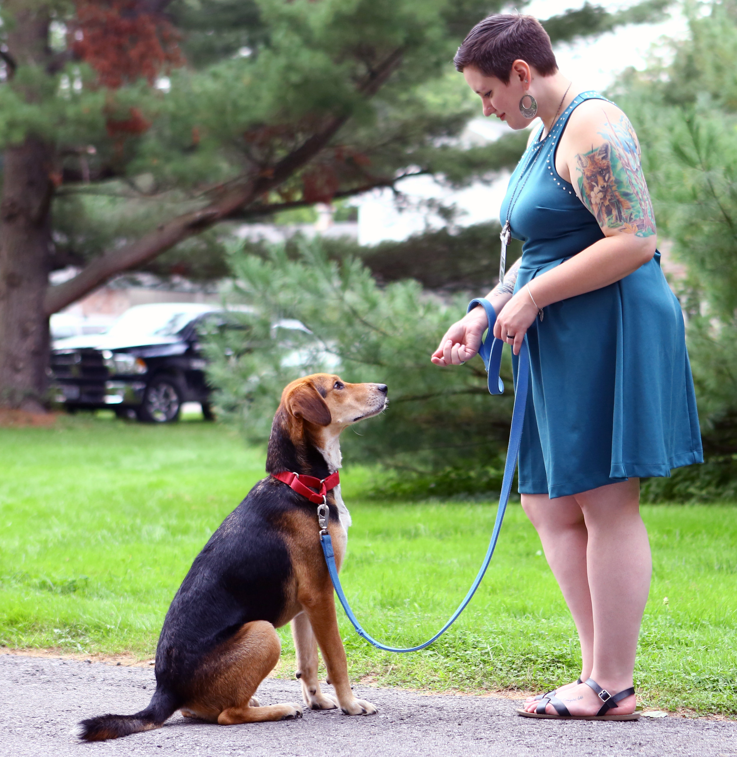 Toledo Area Humane Society intern Kelsey Ravin holds a treat for patiently awaiting plotthound mix Ace during the 4th annual PawVillion fundraiser for the Toledo Area Humane Society held at the residence of Allen and Susan Allen Block in Sylvania on Friday, Sept. 23, 2016. 