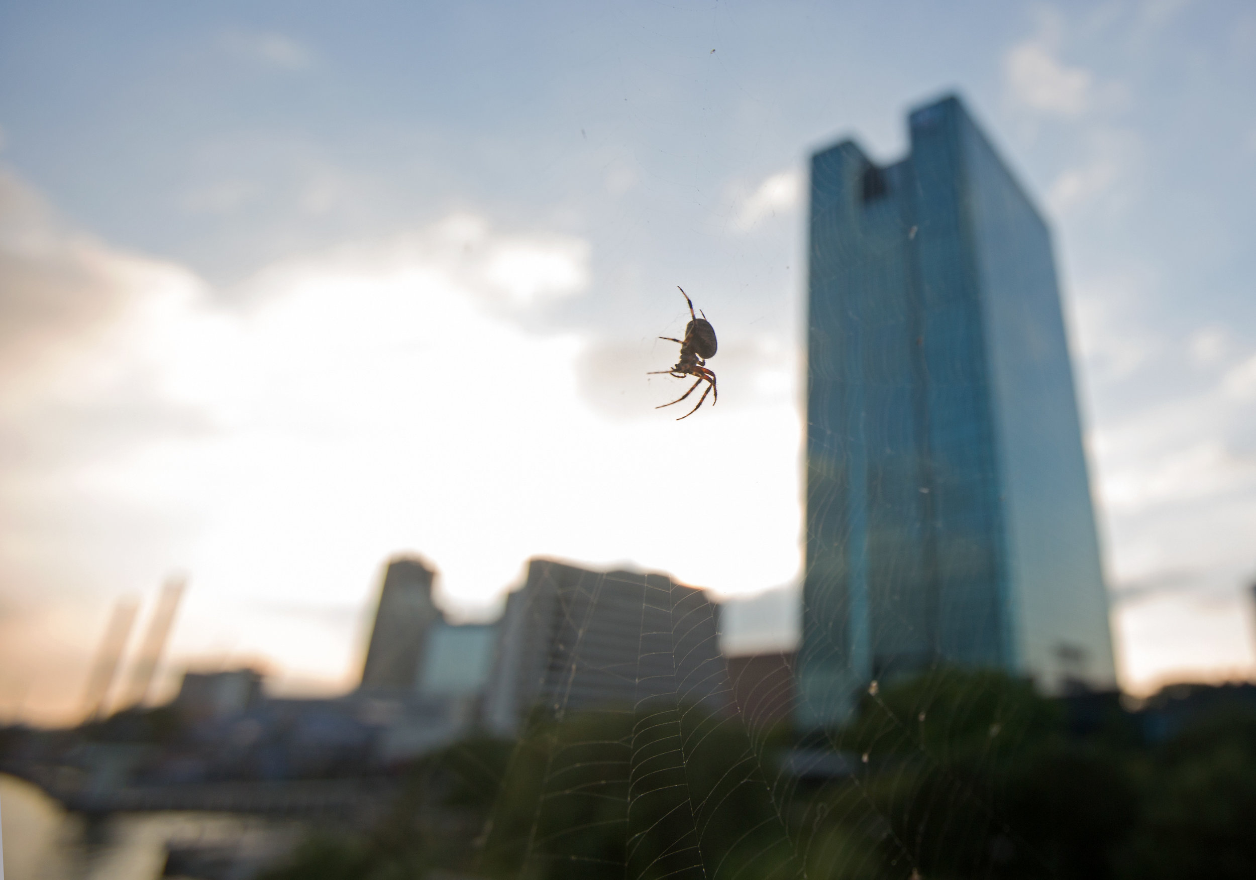 A garden spider sits on its orbital web spun on the stop light on the Martin Luther King Jr. Bridge in downtown Toledo on Monday, Oct. 3, 2016. 