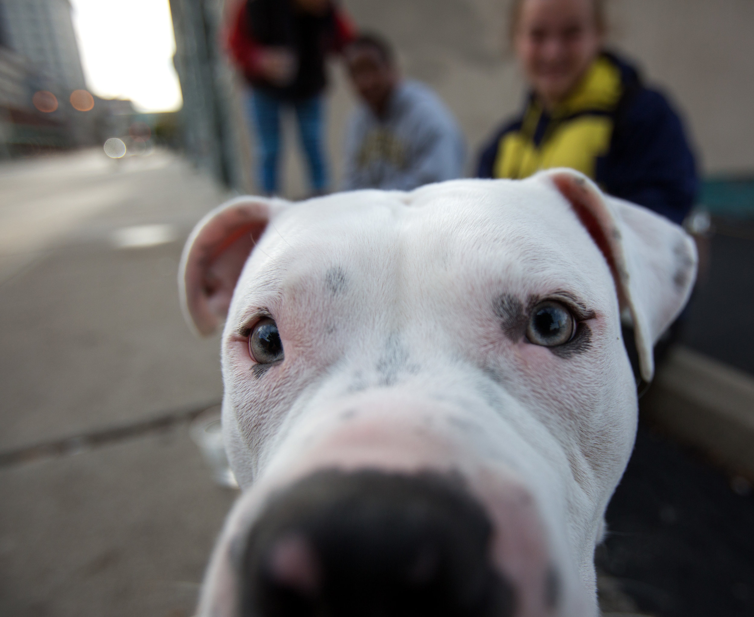 1 year old pit bull Hercules sniffs at the camera lens while sitting with owner Amber Williamson, right, as she waits for a friend with Gabriel Wade, center, and Destiny Wade on Superior St. in downtown Toledo on Monday, Nov. 14, 2016.