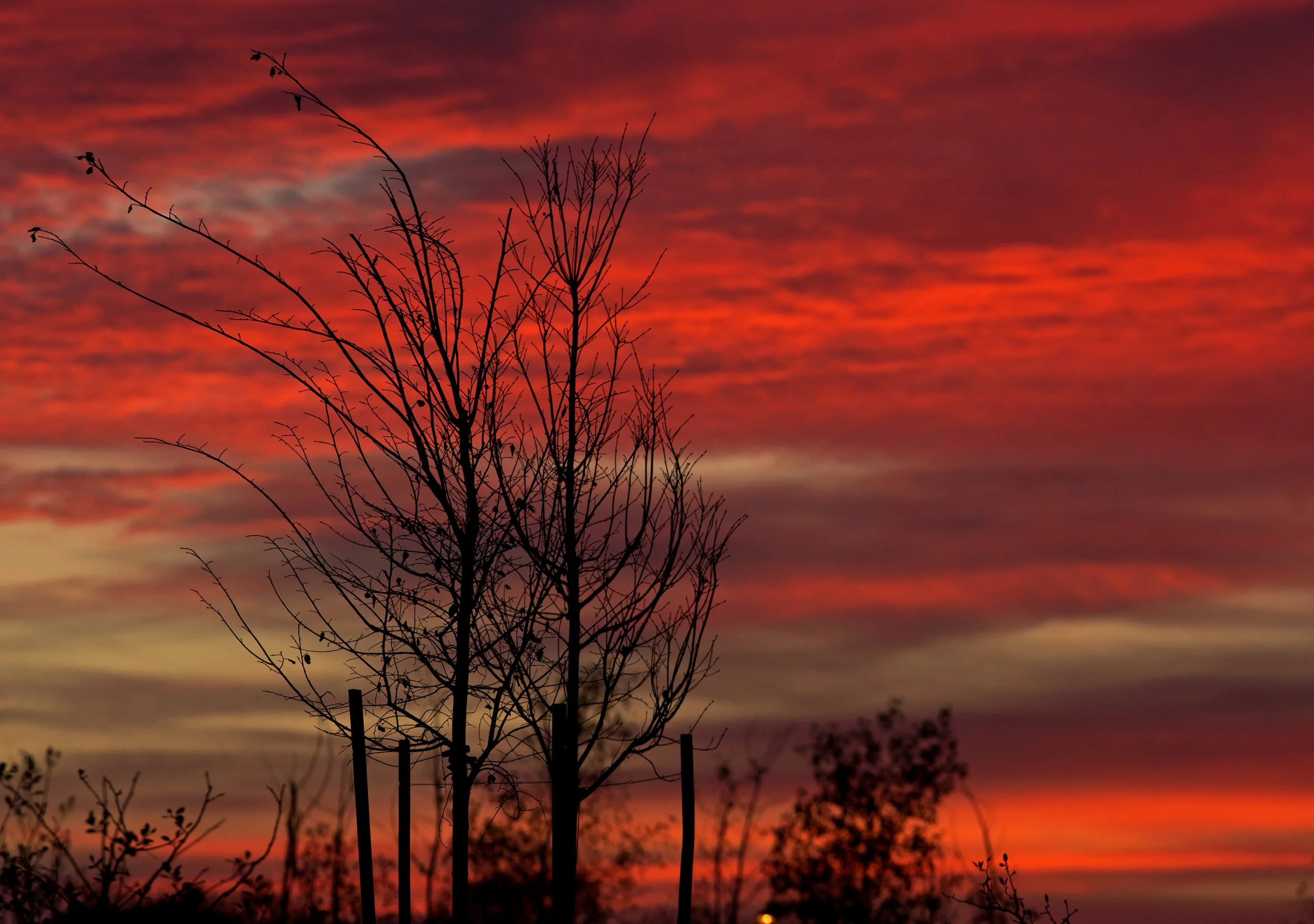 The sun sets behind trees in the Middlegrounds Metropark in downtown Toledo on Monday, Nov. 14, 2016. 