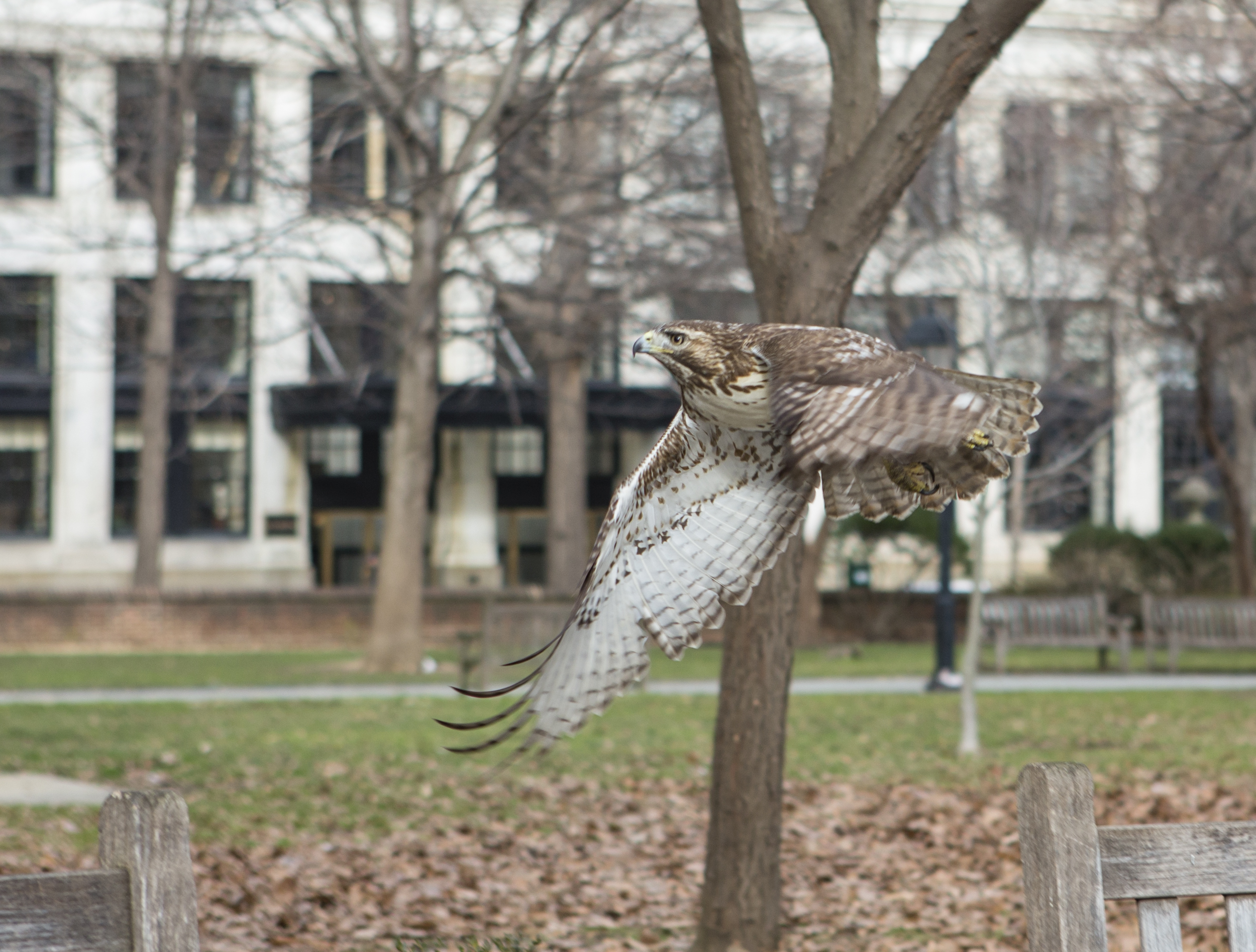 I managed to get a photo of this hawk in Washington Square Park in the afternoon as it was hunting for squirrels. 