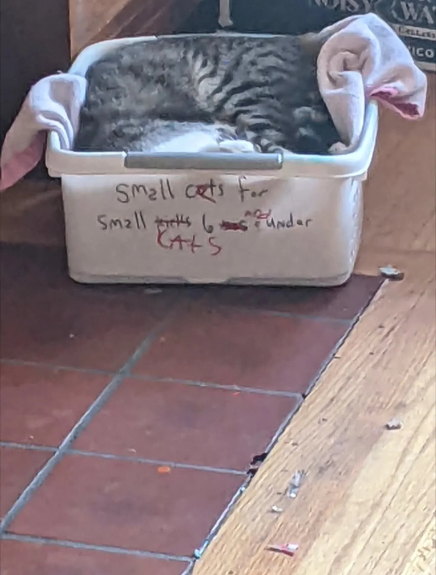 It's another day, have a very Lennox. The first photo is to demonstrate that cats are amorphous solids.