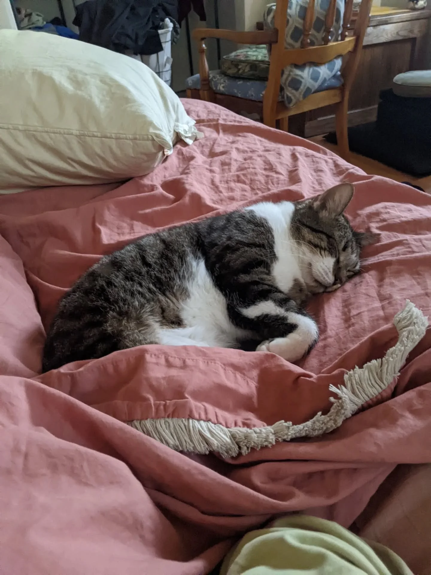 Lately, I've been cat snuggling, shoemaking, writing poetry, recording short tarot readings for people. No book-writing, and not really spending time online, either, save to check on those I've connected with over the years, mostly artists with small