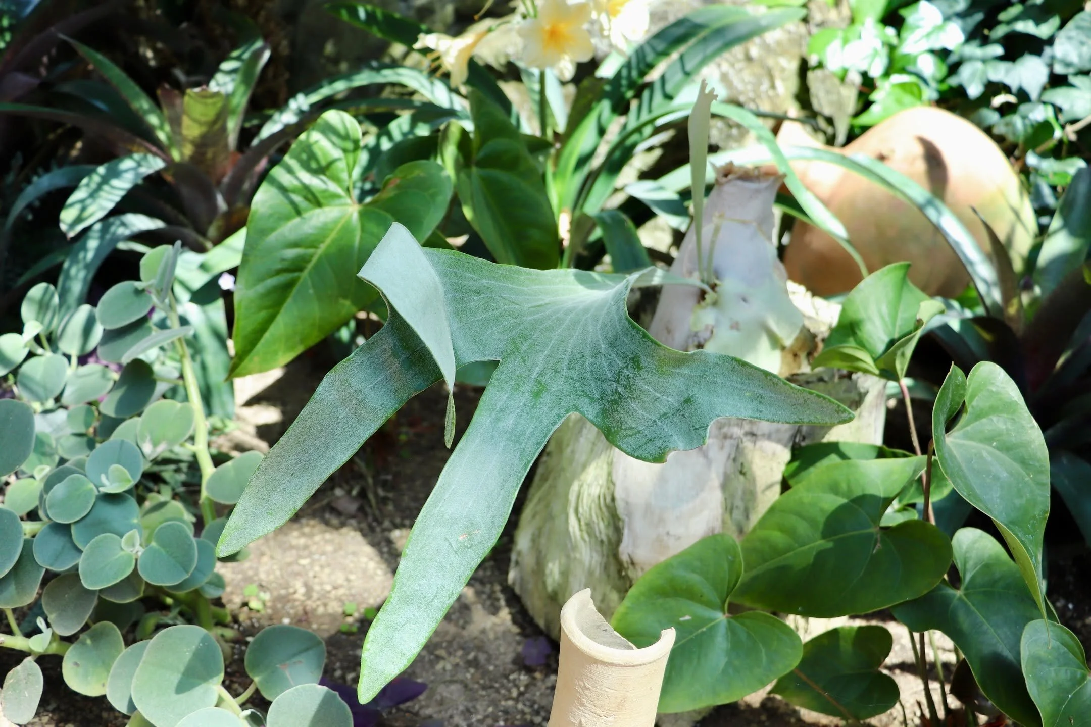 Green proscenium in a warmer time / lovers in a dangerous time