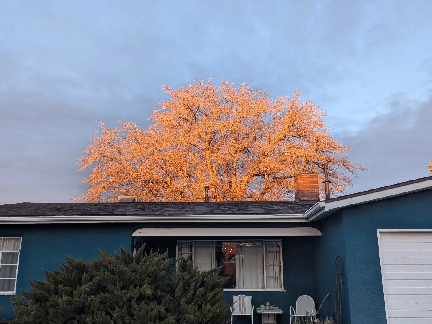 The sun turned my leafless mulberry into a mirror.
🌝