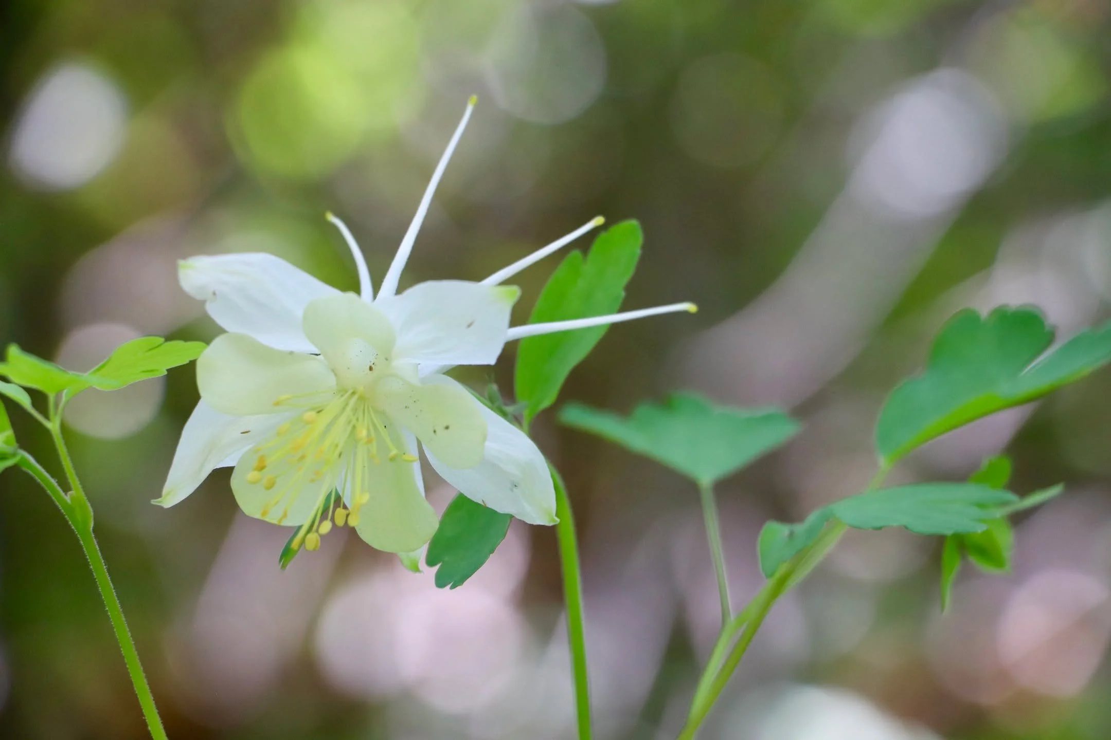 The experience of the natural world does not correspond with the physical form. This flower, soft, white, pollen arms reaching out; it did not translate softness to me. I did not see soft and feel soft. I saw soft and felt the importance of being sof