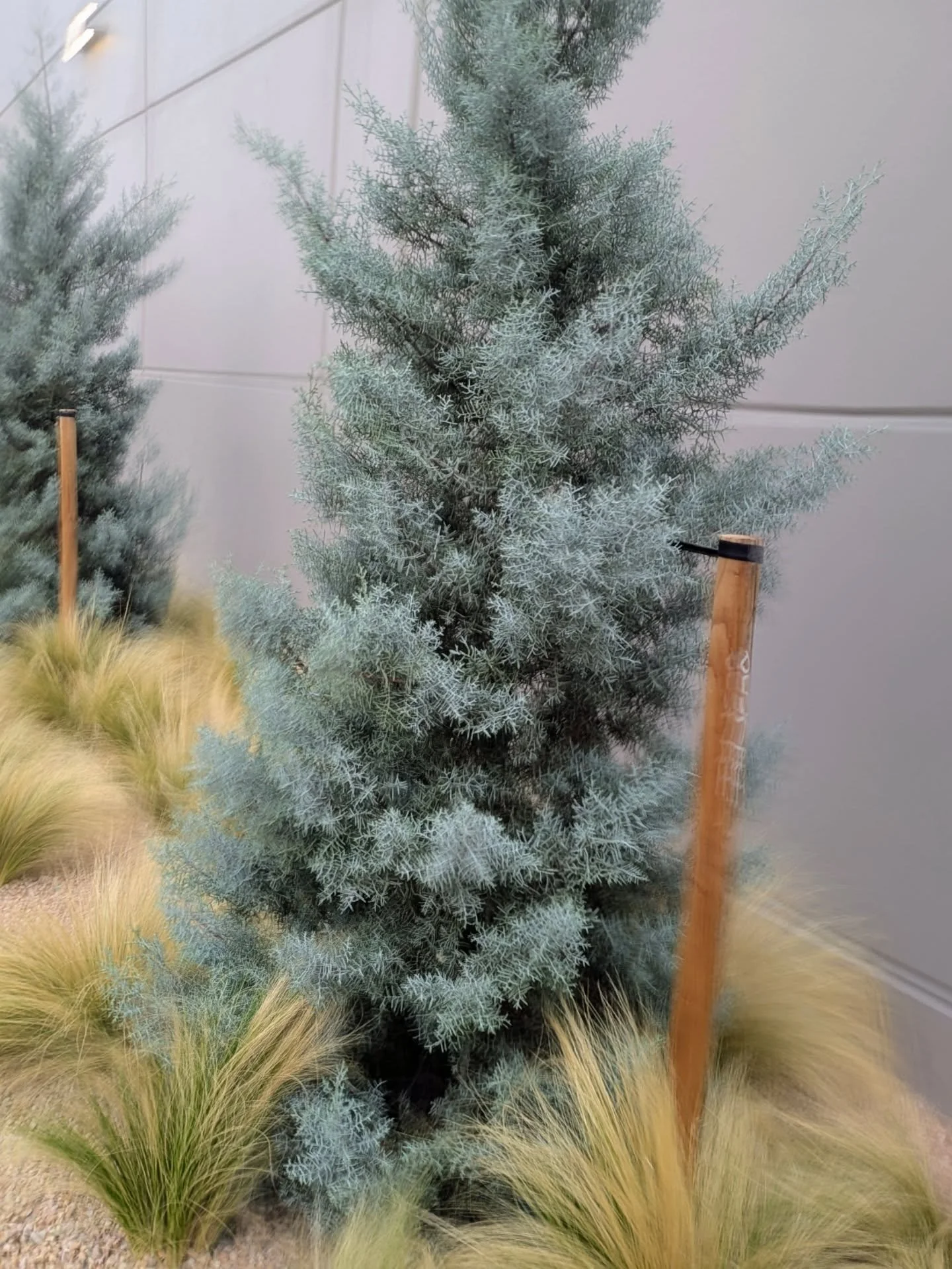 I can see the volcanoes in the distance, a faded gray silhouette, a backdrop in today's performance which I haven't gotten the lines for, yet. Trying to get out of a parking garage, that's the third scene.