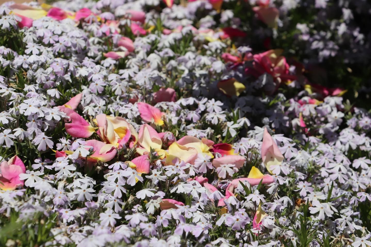 Petals resting in the flowers, from today's trip to the gardens. I have been feeling the words go running from my hands, far from my body, off to lie down on a sun-dappled meadow. I hope you are well.