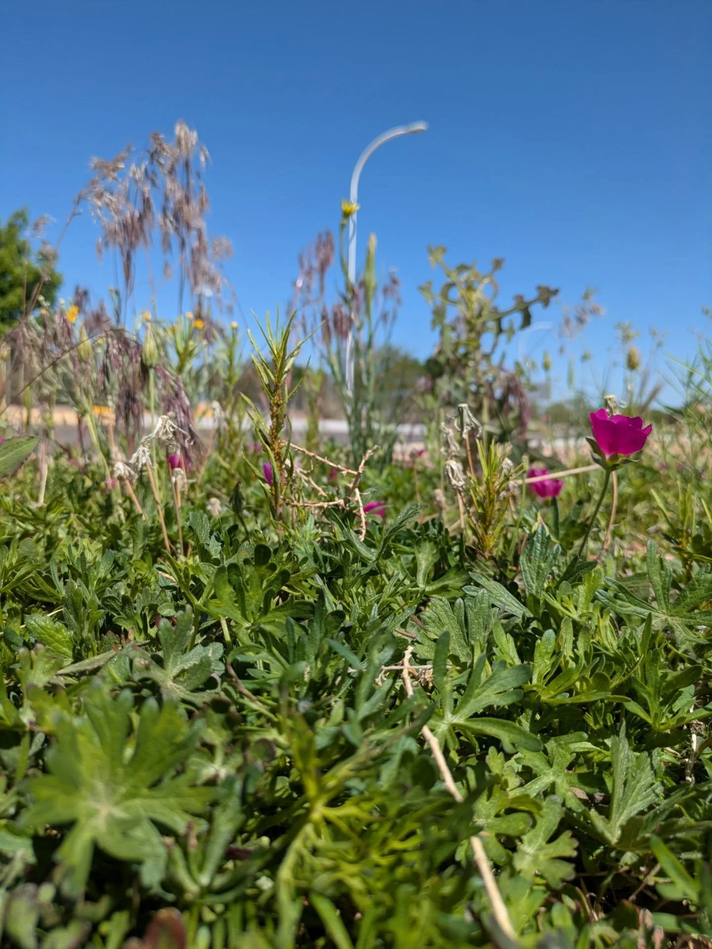 Life, even in the desert, is always bursting through the thick frosting of landscaping (landscraping in this case). In the background, you can see a light post lifting its head toward the sun, on its way to a dazzling bloom. The second photo is the v