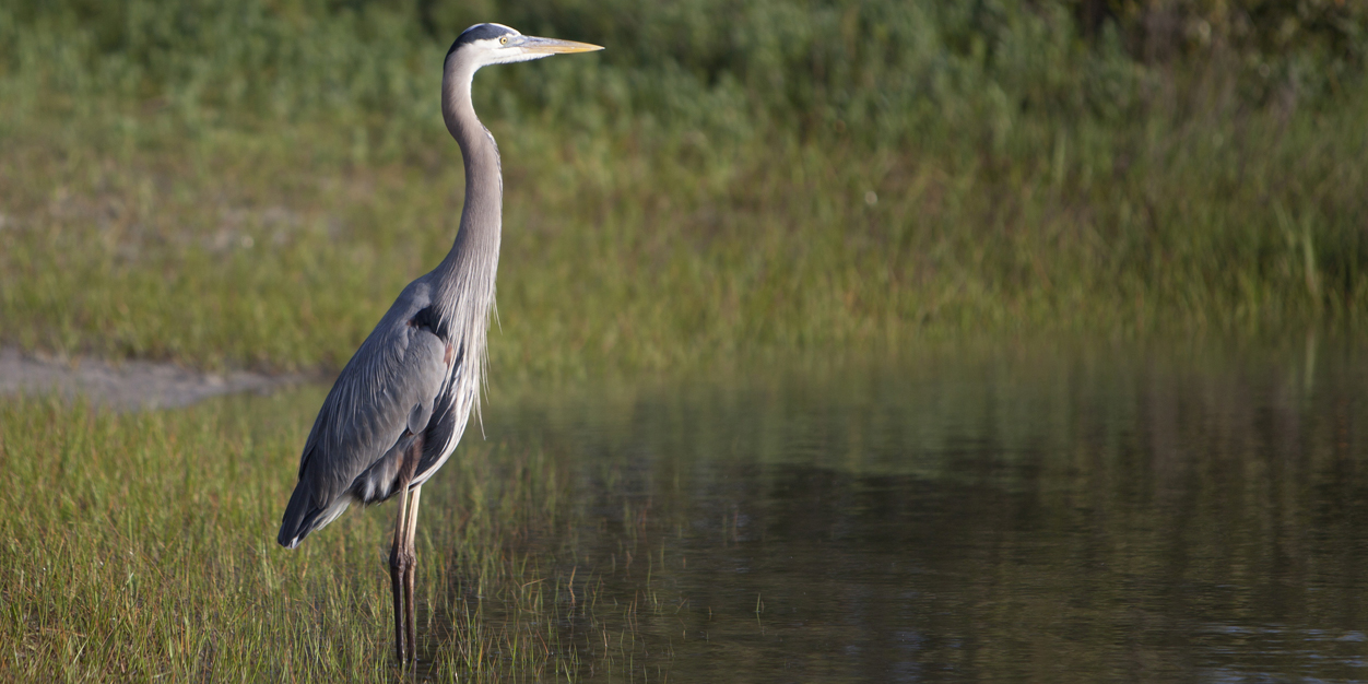 Grey-Heron-in-Florida.jpg