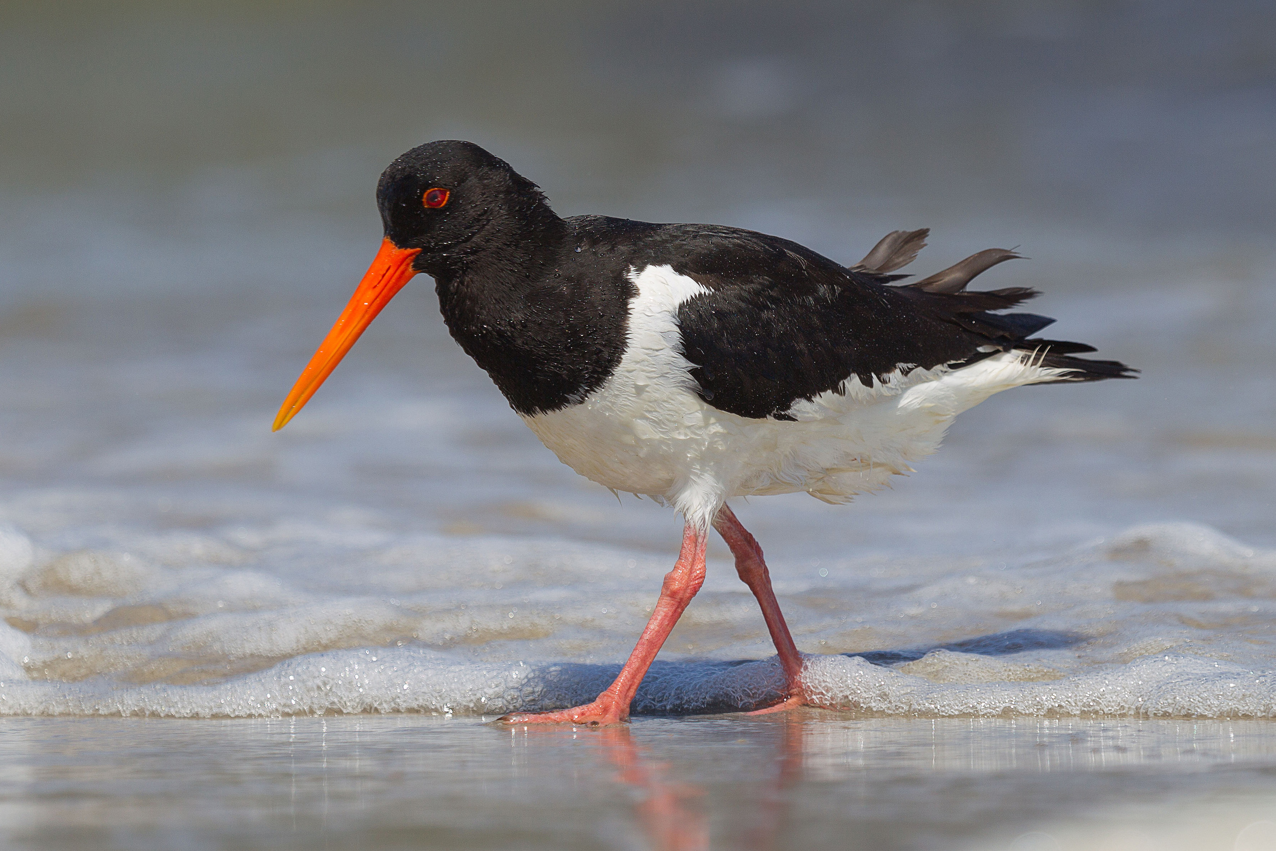 Haematopus_ostralegus_He.jpg