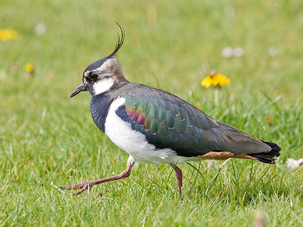 Lapwing1.jpg