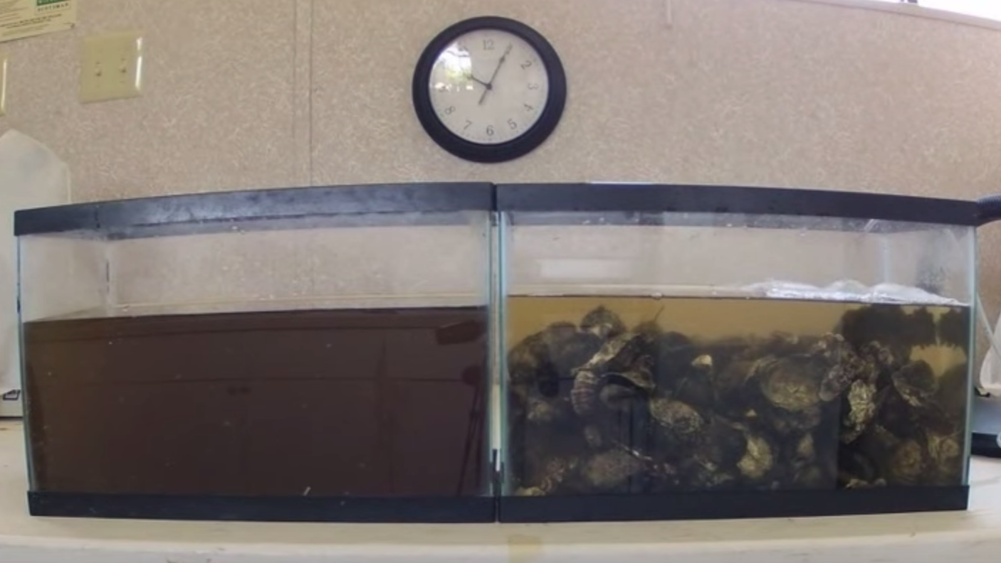 Oysters can filter 5 liters of water an hour.