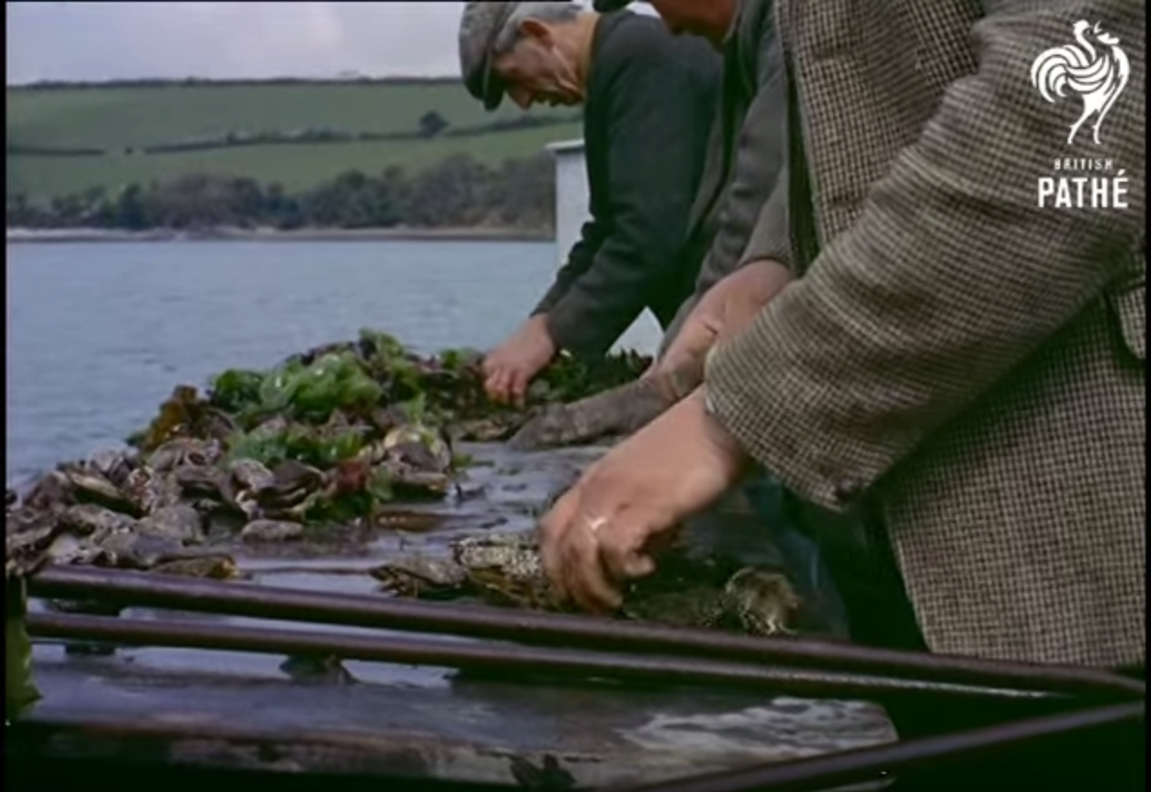 "It's wrong to let an oyster slither down unchewed. It should be masticated slowly."