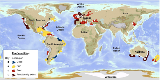 Australia has a very poor record with most of our oyster reefs functionally extinct.