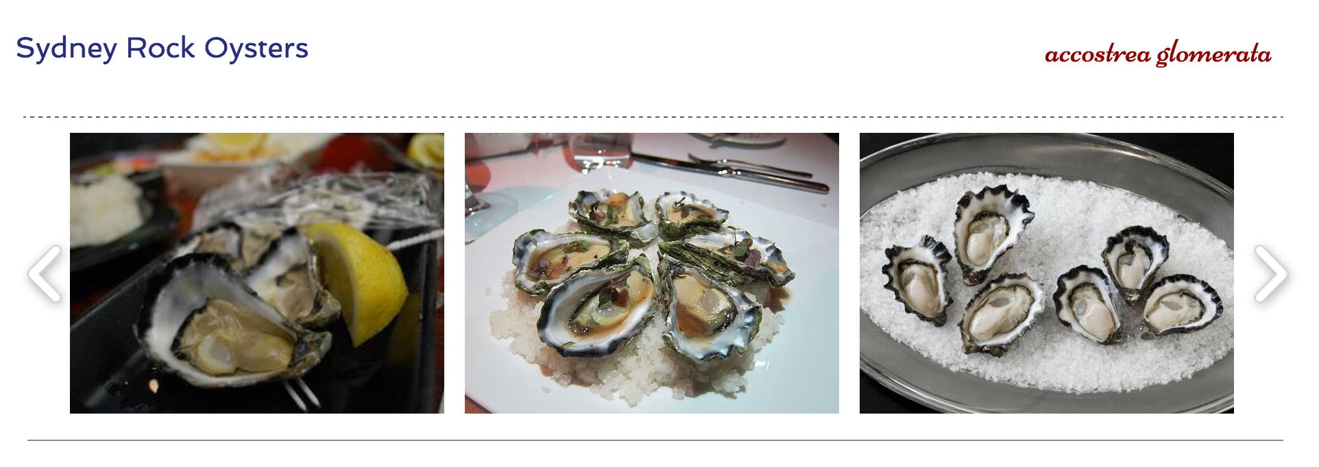Ever wonder what oysters are available in Australia?
