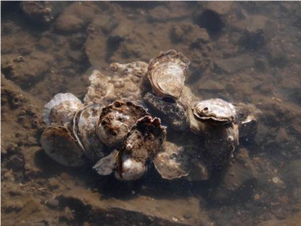 The Olympia oysters displacement could predict a future for the Sydney Rock Oyster?
