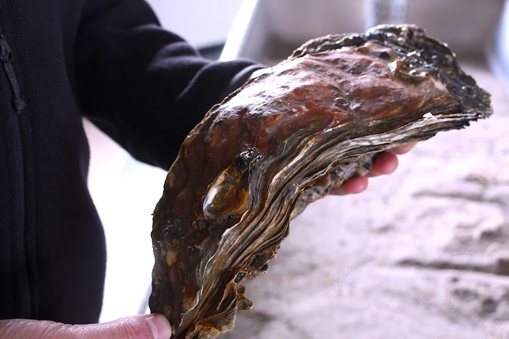 .... like some sort of permanent oysternami.
