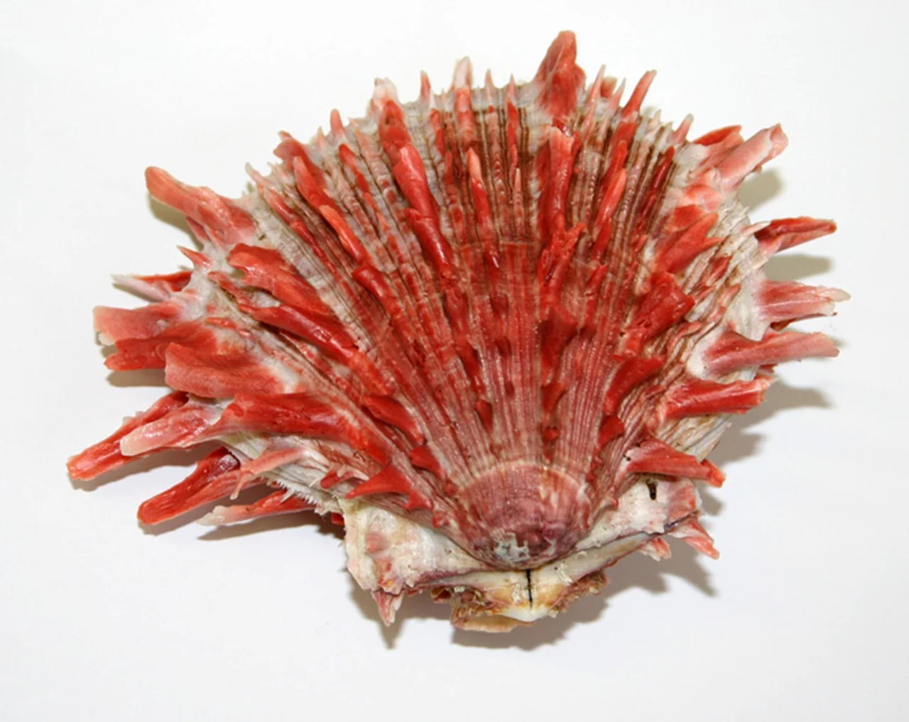 Spondylus, the thorny oyster and Francisco Pizarro's 1525 expedition.