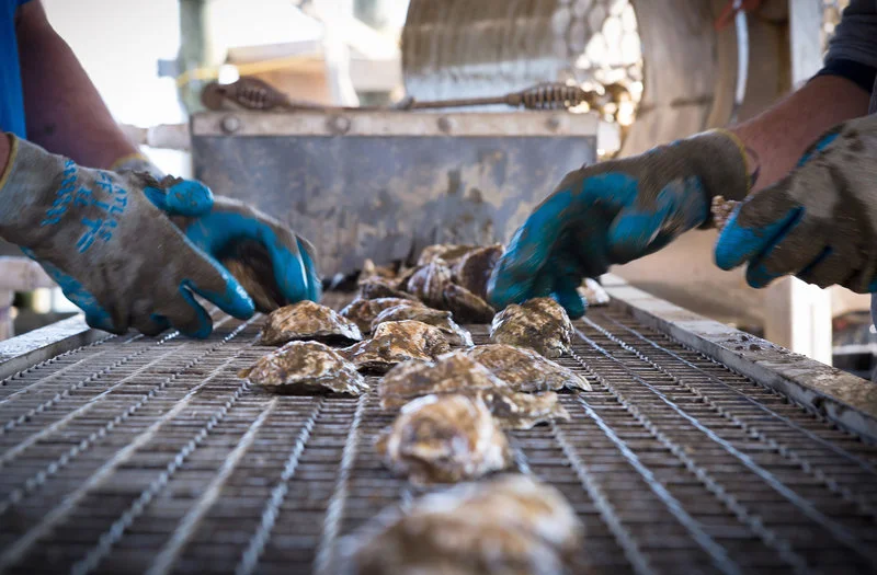 The Oyster's Mighty Comeback Is Creating Cleaner U.S. Waterways
