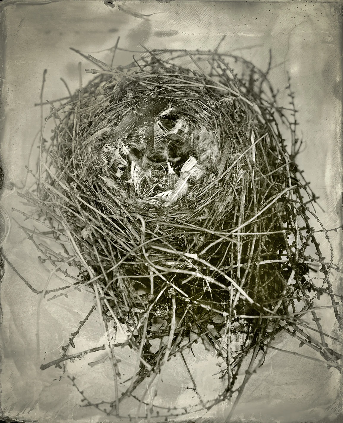 Perisoreus canadensis Nest