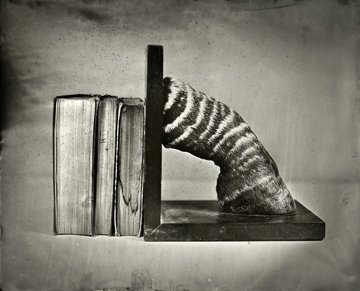 Zebra Bookend, 2018