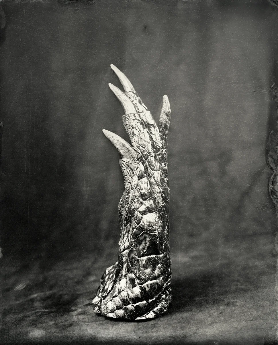 Crocodile Claw, 2018
