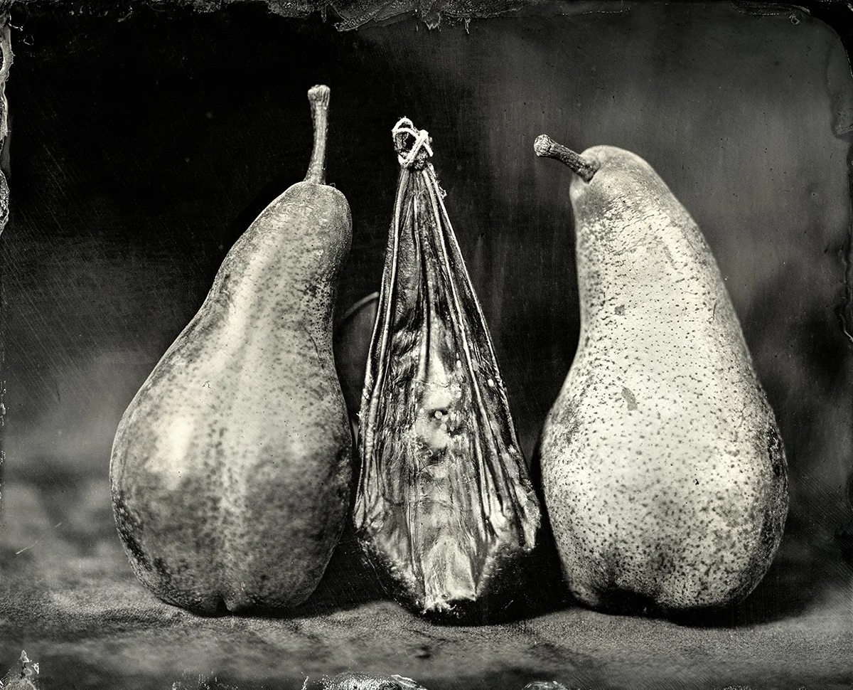 Bear Gallbladder with Bosc Pears, 2018
