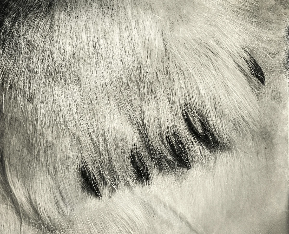 Polar Bear Claw, 2018
