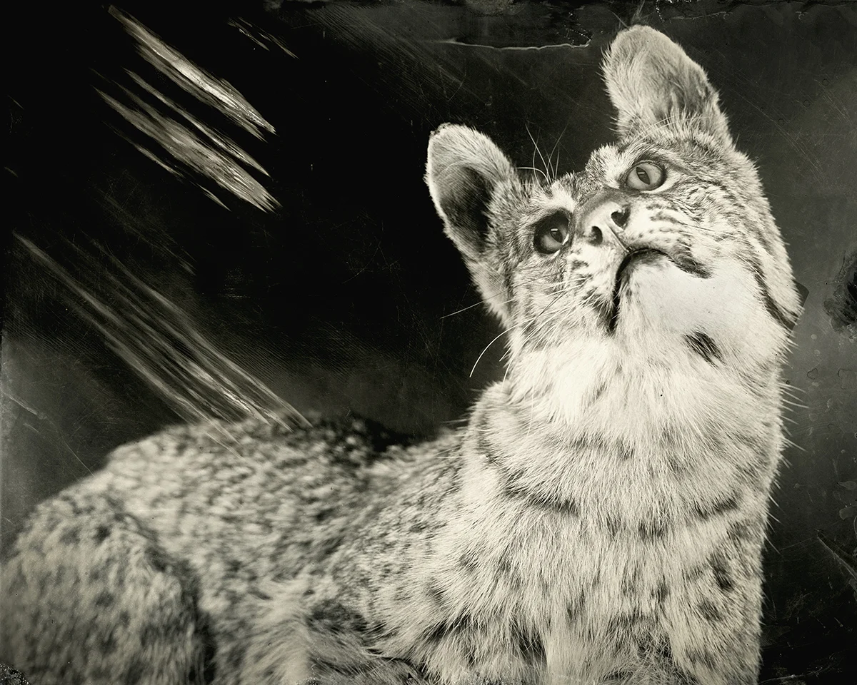 Lynx rufus, 2018