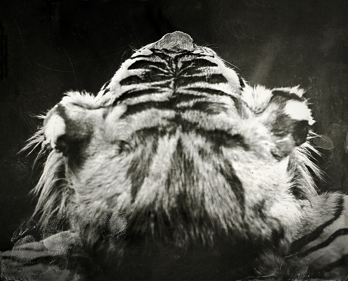  Tiger Head, 2018  Platinum-Palladium Print 