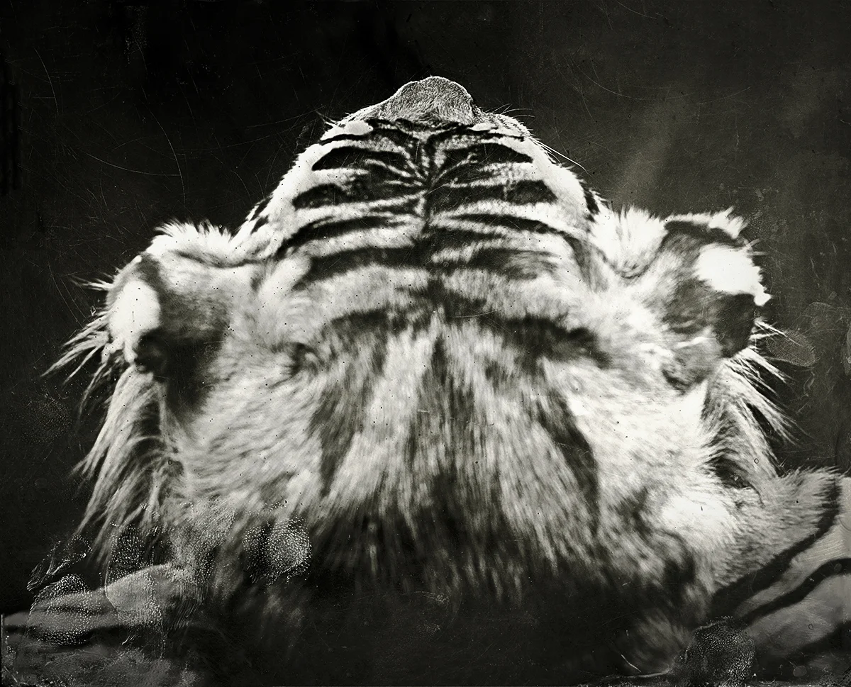 Tiger Head, 2018