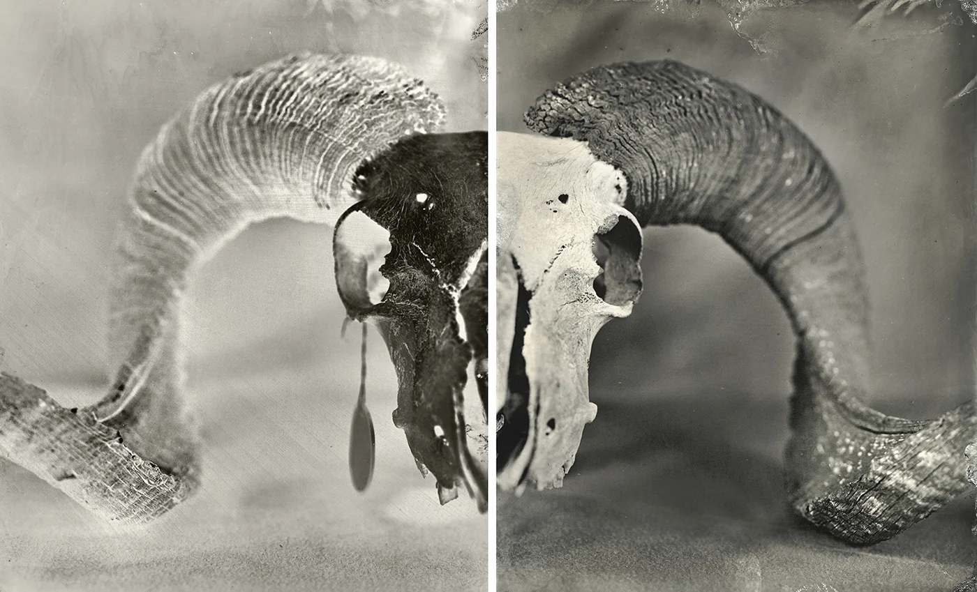 Argali Sheep, 2018
