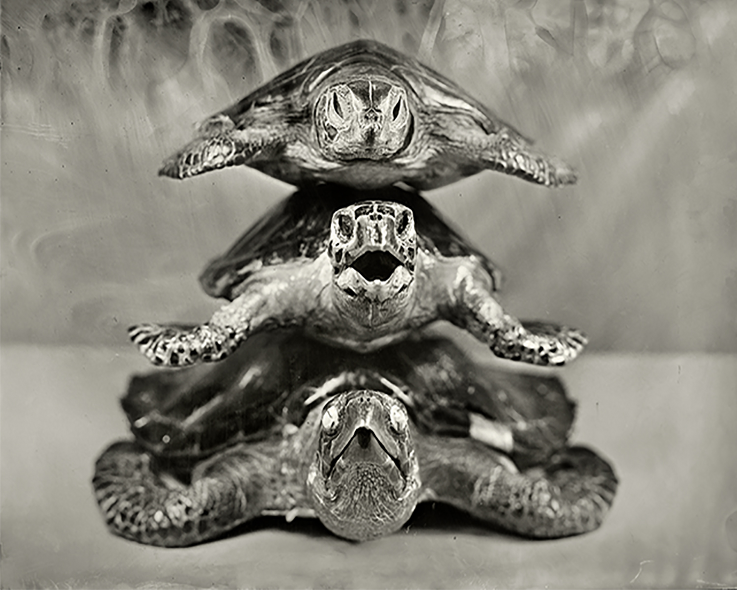  Stacked Turtles, 2018 