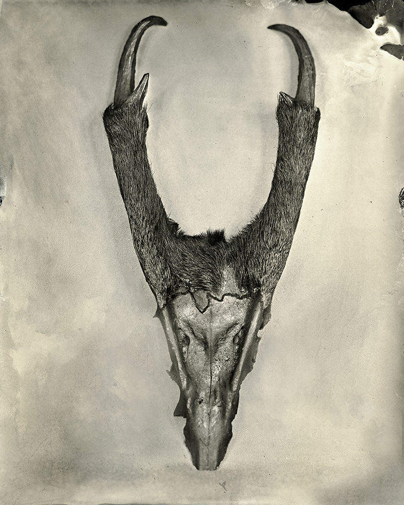  Muntiacus Deer, 2018  Platinum-Palladium Print 